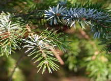 Picea ajanensis - Ель аянская