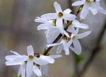 Abeliophyllum distichum - Абелиолистник двурядный