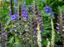 Acanthus - Акант