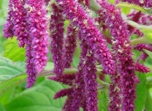 Amaranthus - Амарант