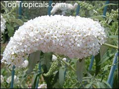 Buddleja - Буддлея