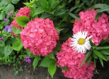 Hydrangea macrophylla - гортензия крупнолистная