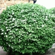 Philadelphus - Чубушник