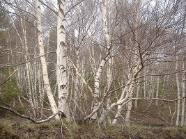 Берёза - Betula
