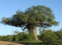 Баобаб африканский - Adansonia digitata