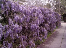 Wisteria - Глициния