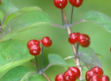 Brownii Dropmore Scarlet - Жимолость красная
