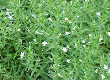 Gratiola officinalis - Авран лекарственный
