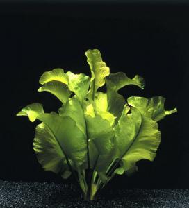 Nuphar japonicum - кубышка японская