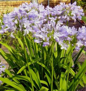 Agapanthus - Агапантус