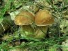 Открыть категорию