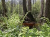 Фотография Беловежская пуща 2