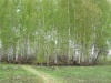 Фото березовая роща Фото березовая роща