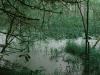 Фото белорусское болота
